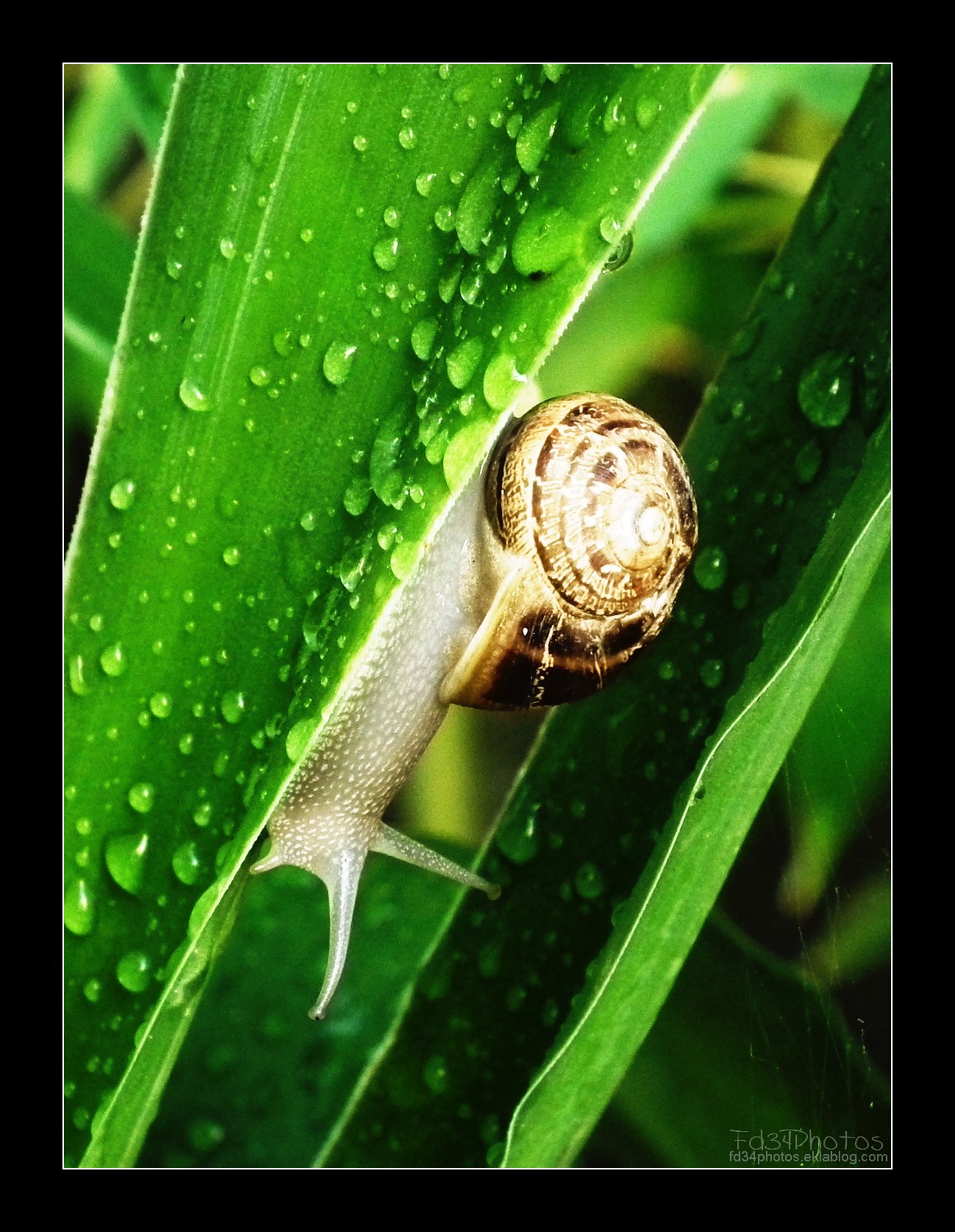 Fonds d'cran Animaux Escargots - Limaces 