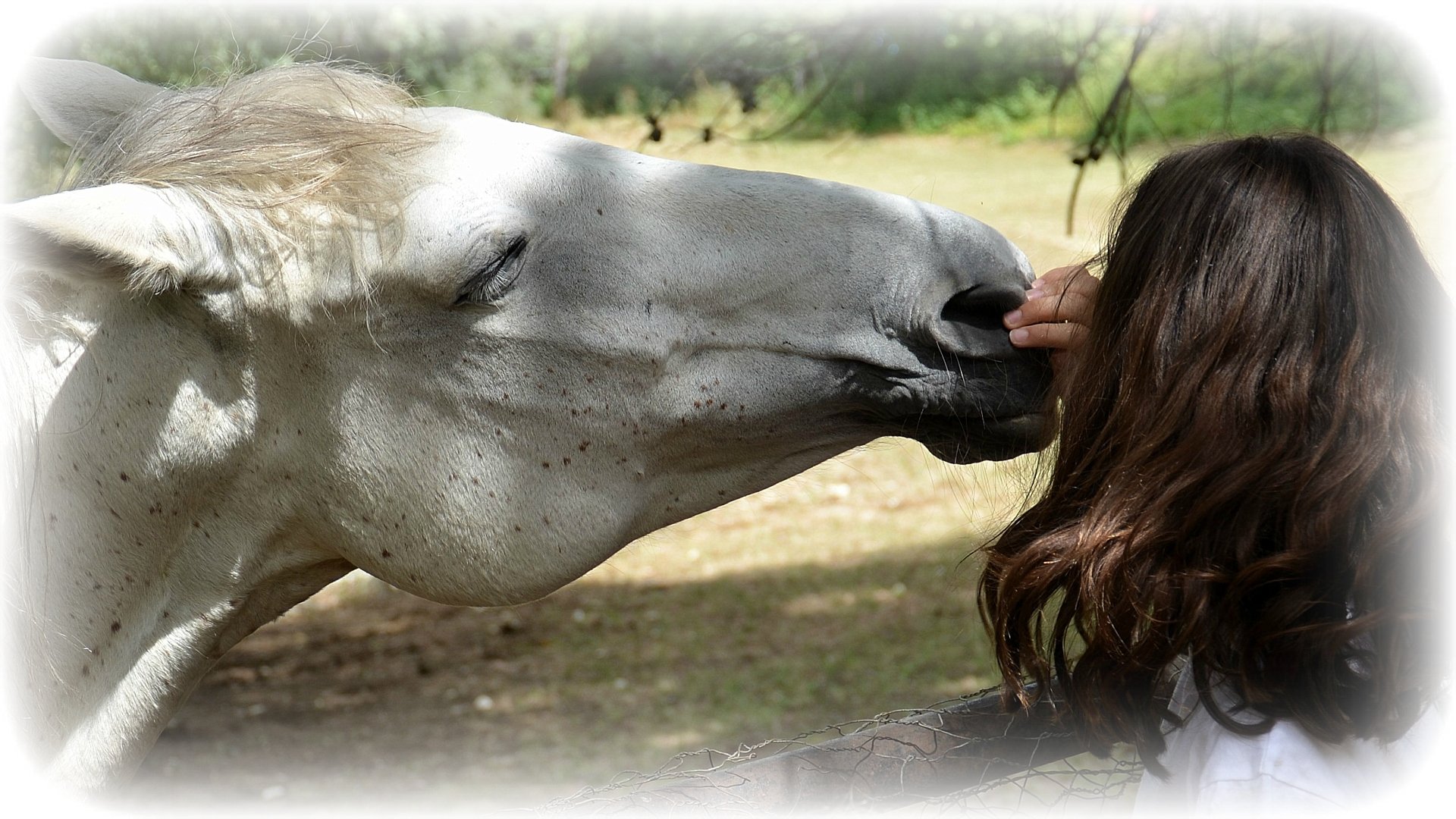 Wallpapers Animals Horses Un petit bisou !!!!