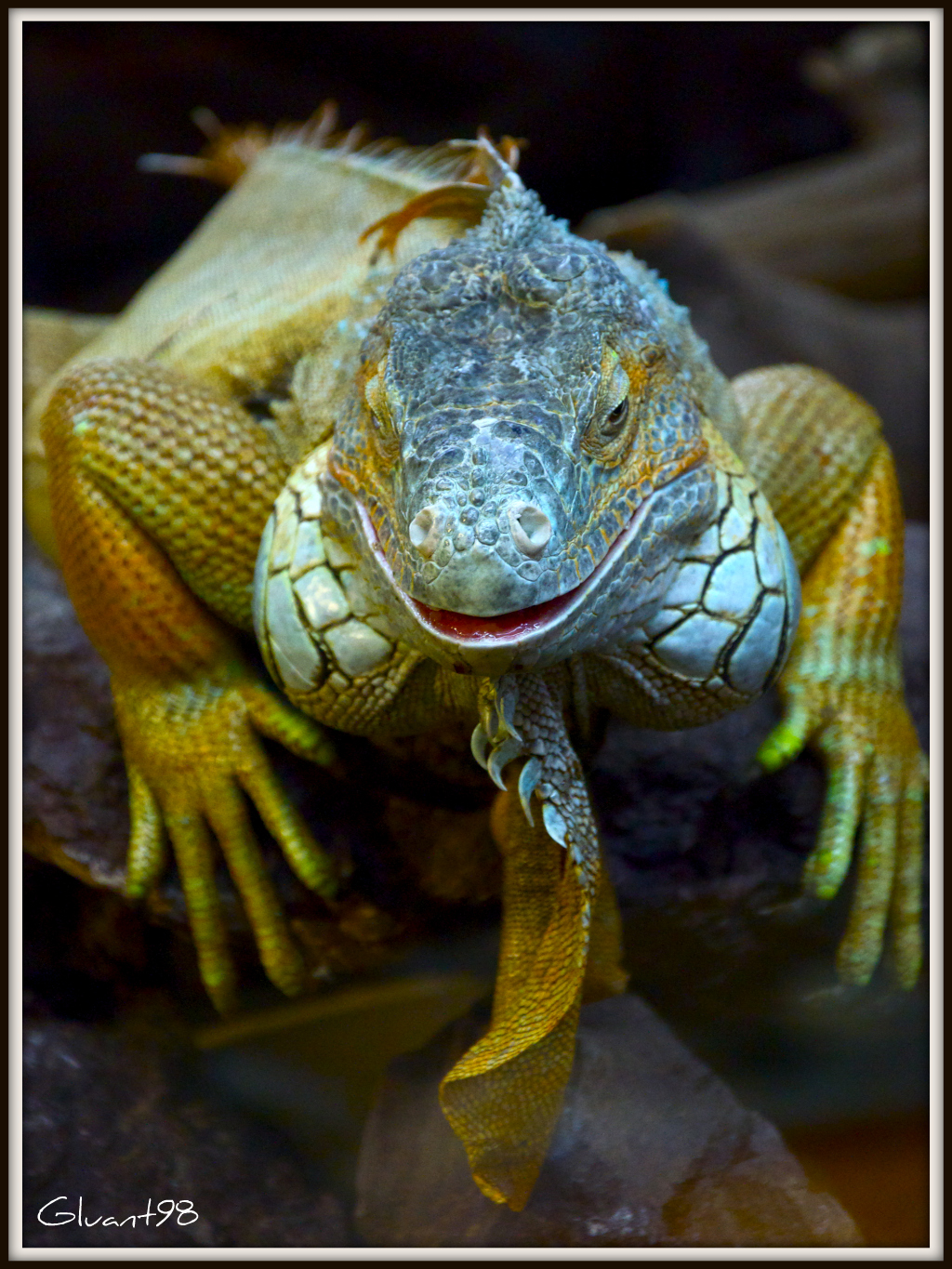 Fonds d'cran Animaux Lzards - Iguanes En pause