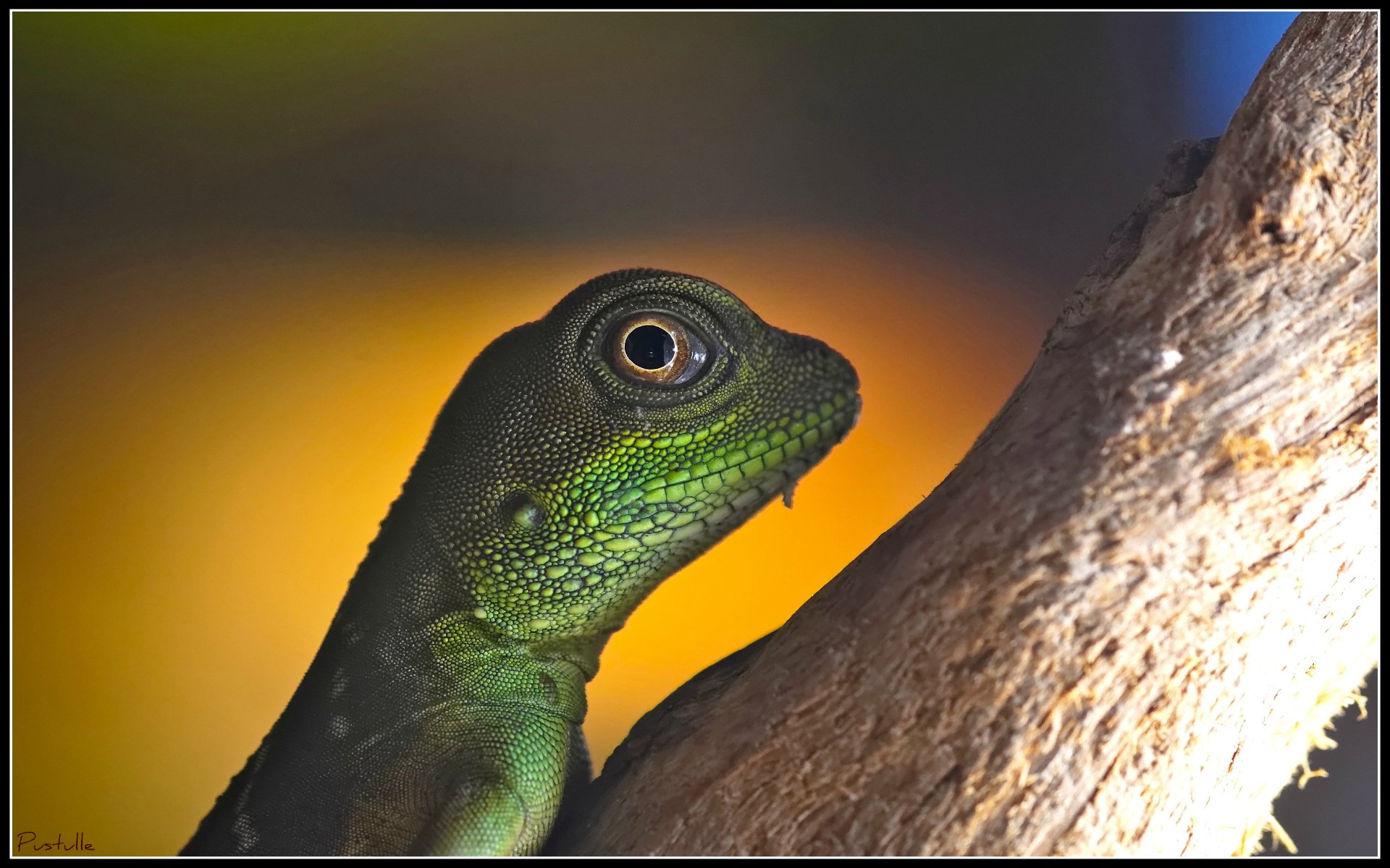 Fonds d'cran Animaux Lzards - Iguanes Lzard