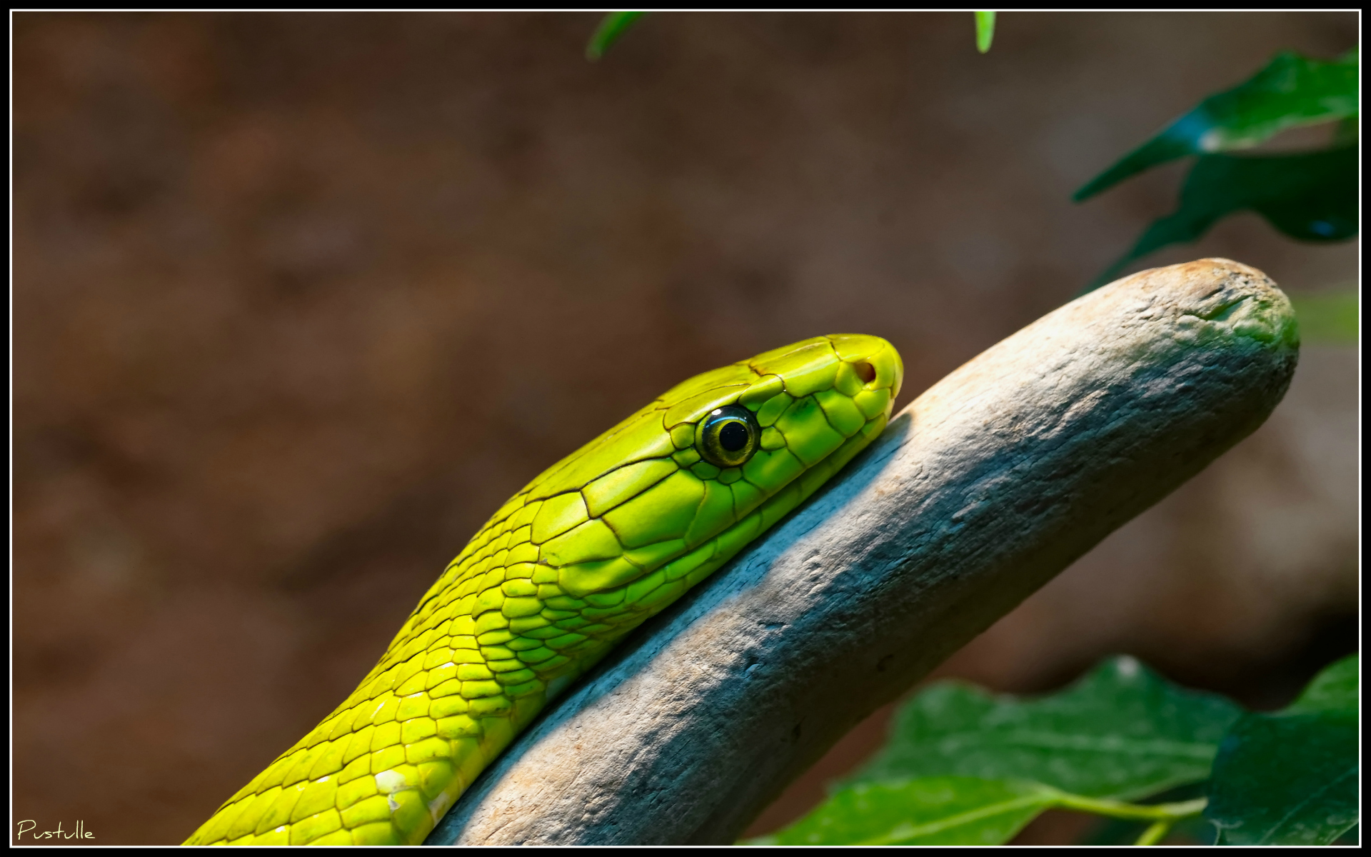 Wallpapers Animals Snakes Mamba vert