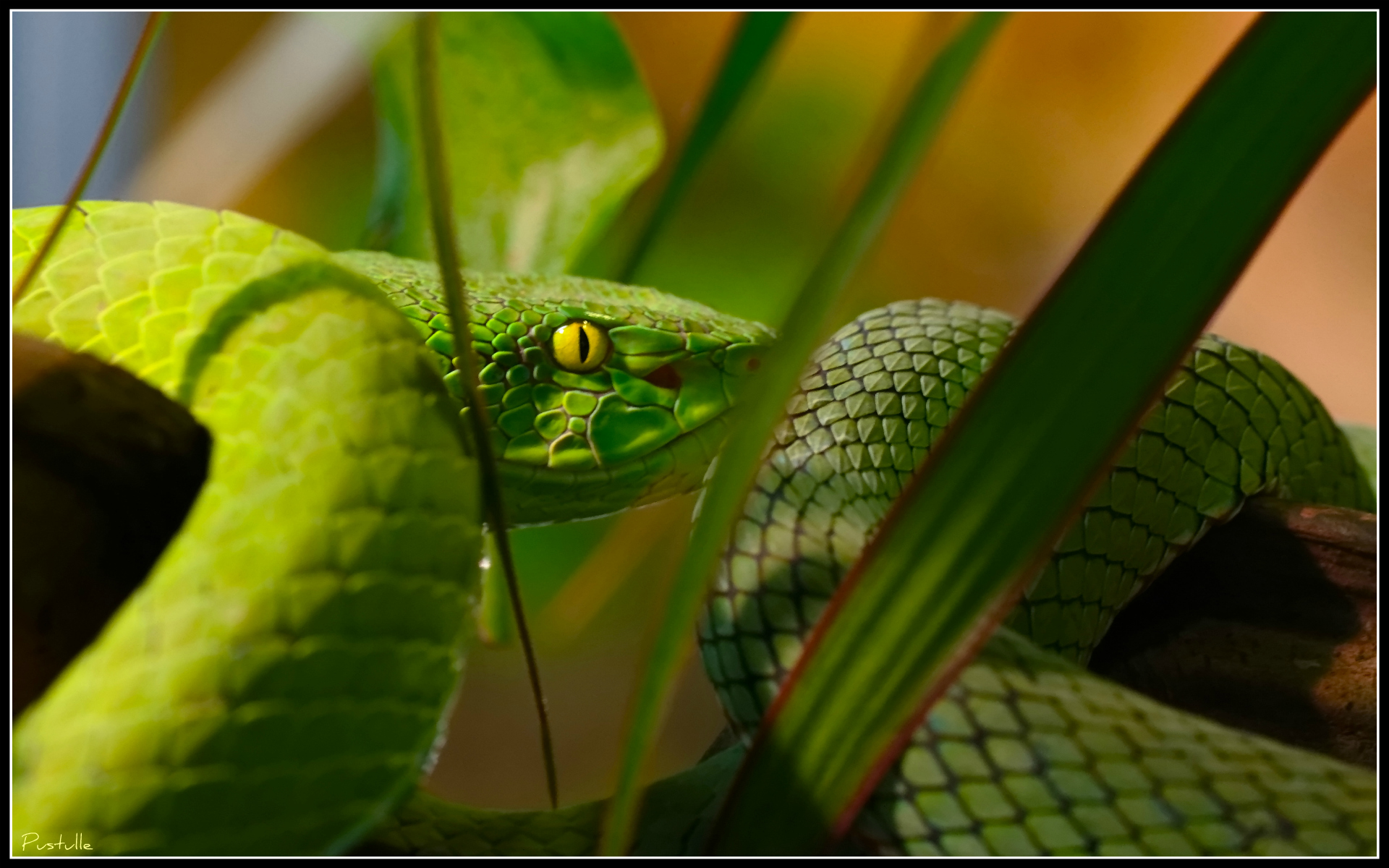 Fonds d'cran Animaux Serpents Mamba vert