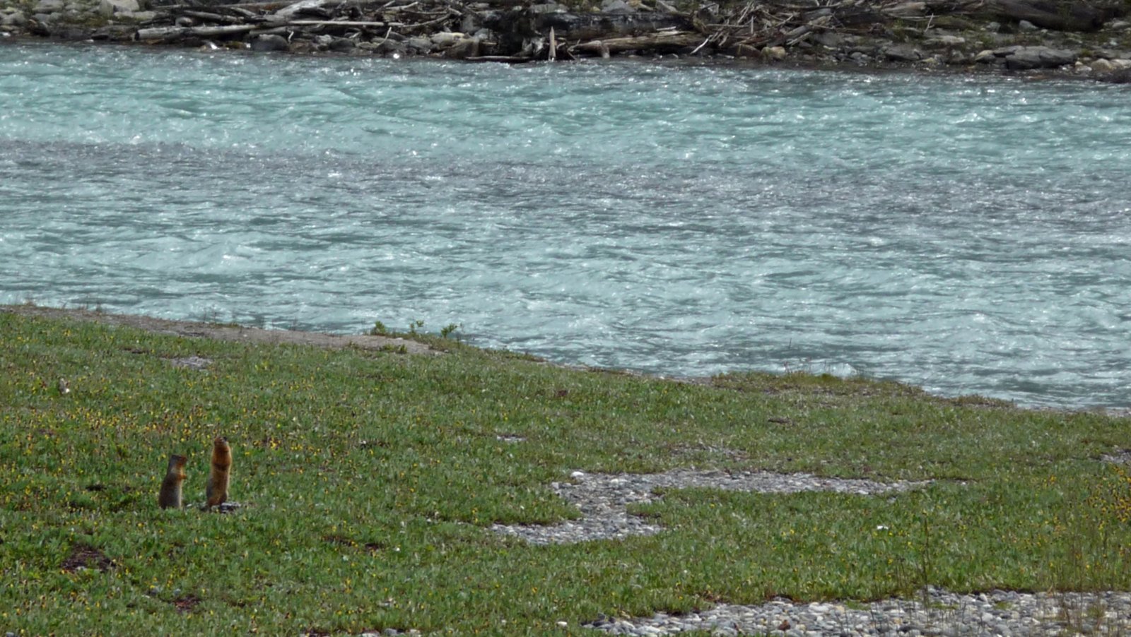 Fonds d'cran Animaux Marmottes sentinelles