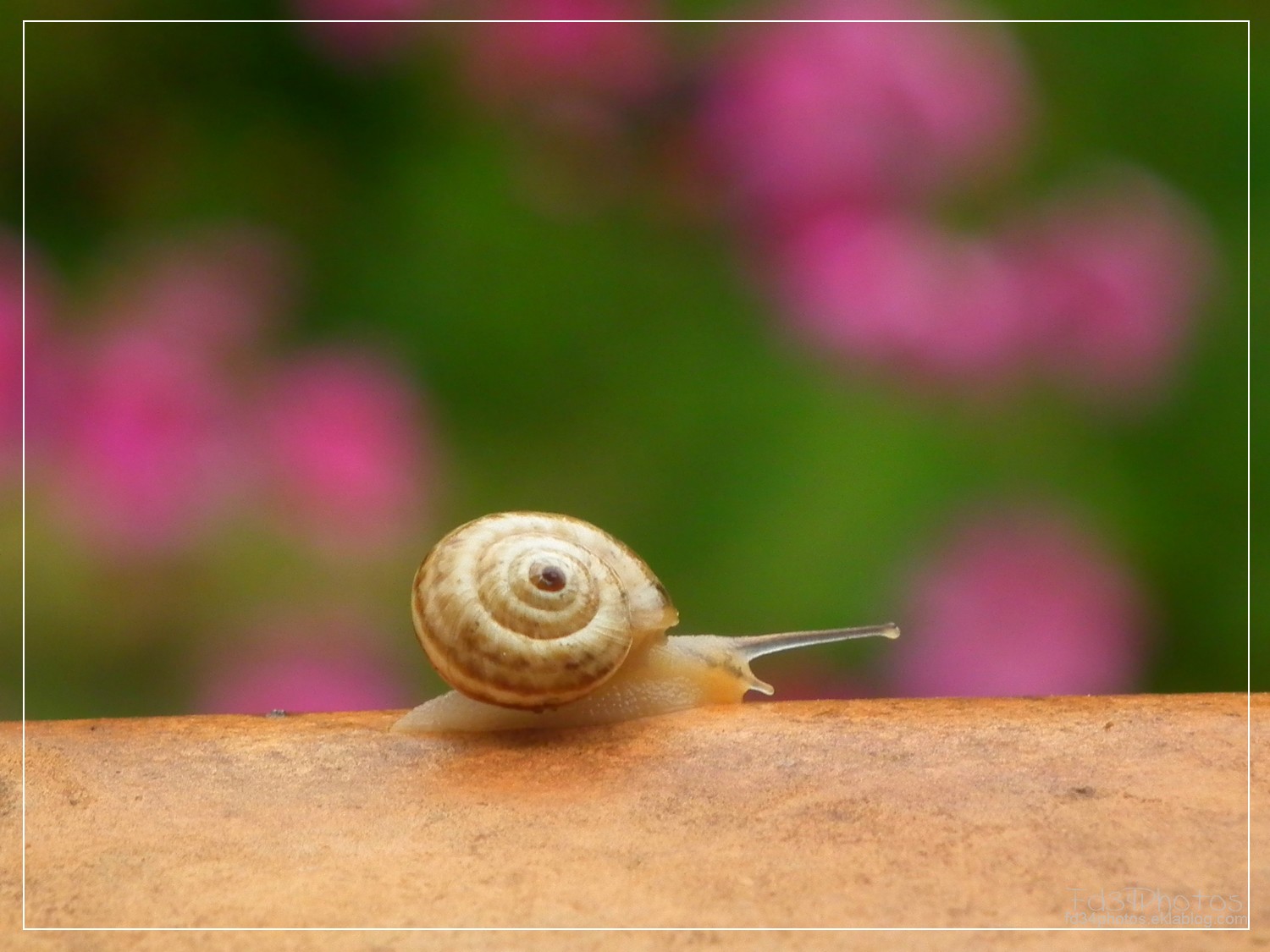 Fonds d'cran Animaux Escargots - Limaces 