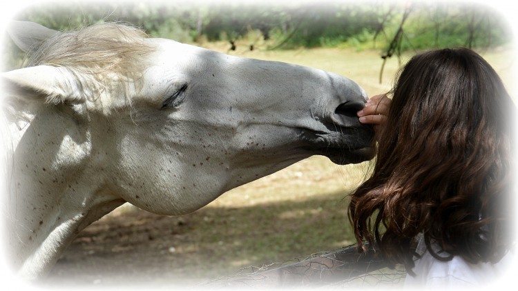 Fonds d'cran Animaux Chevaux Un petit bisou !!!!