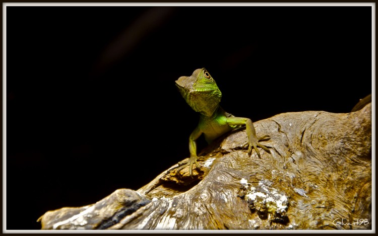 Wallpapers Animals Lizards - Iguanas Tu veux ma photo ?!