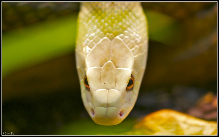 Fonds d'cran Animaux Serpents Regarde moi dans les yeux!