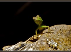 Fonds d'cran Animaux Tu veux ma photo ?!