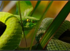 Wallpapers Animals Mamba vert