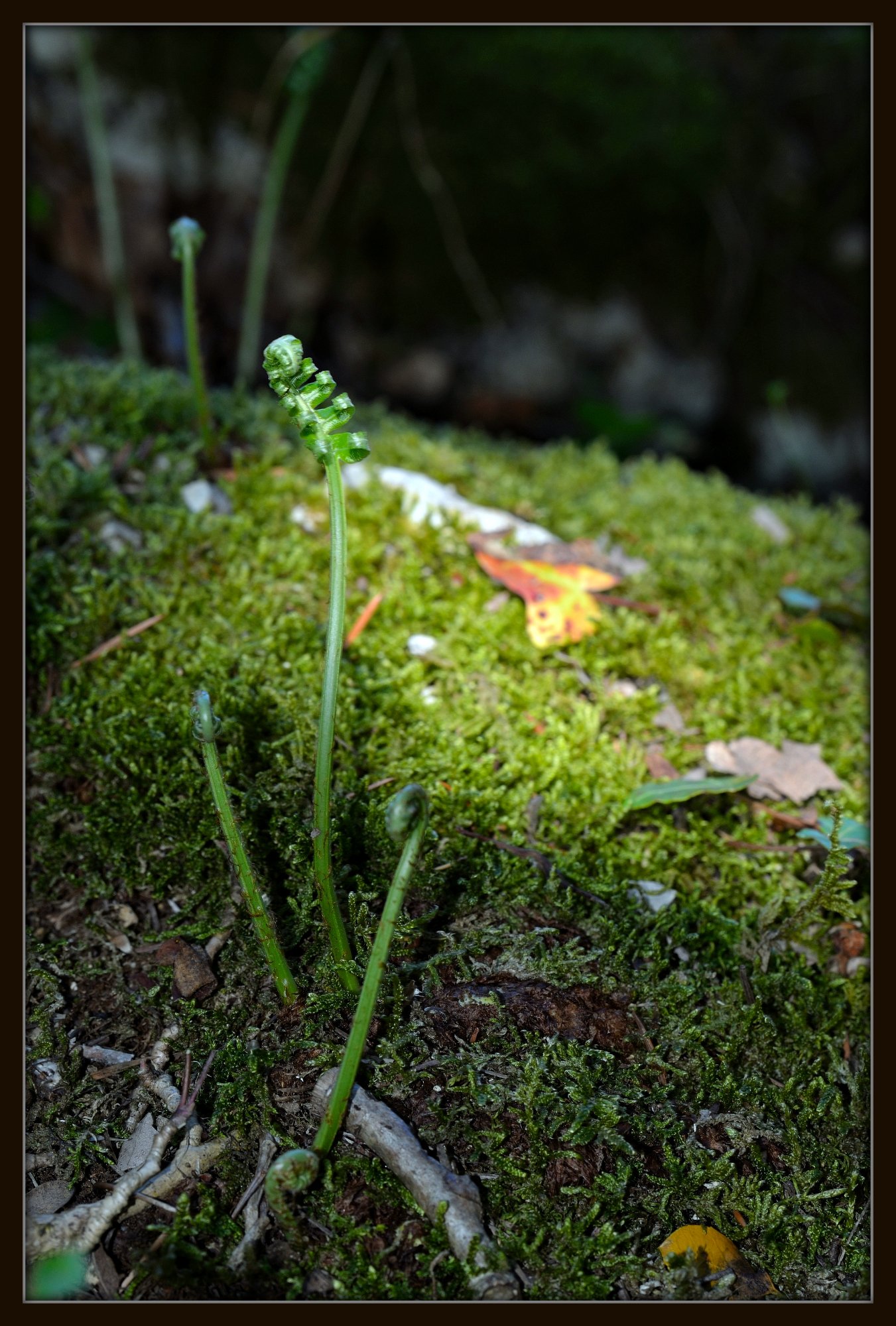 Wallpapers Nature Plants - Shrubs Lumire en sous bois