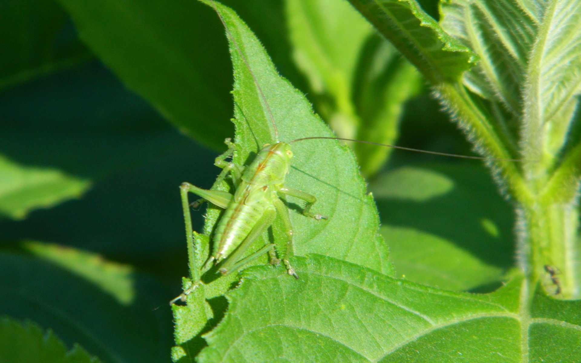 Fonds d'cran Animaux Insectes - Sauterelles et Criquets 