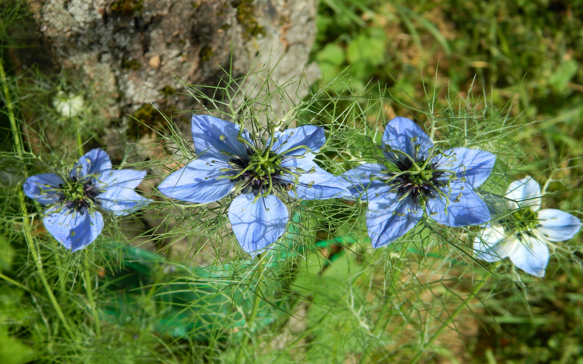 Fonds d'cran Nature Fleurs 