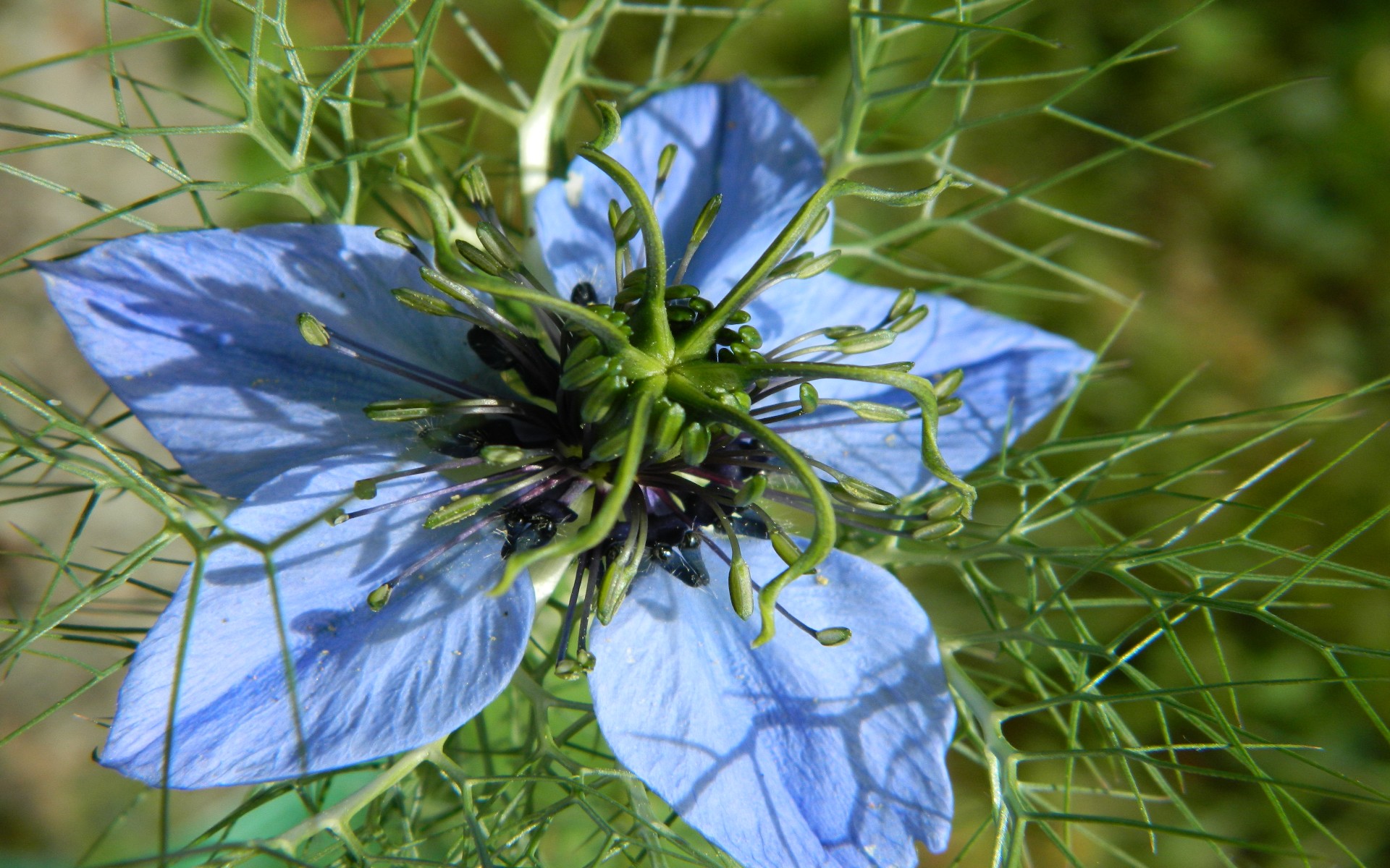 Fonds d'cran Nature Fleurs 