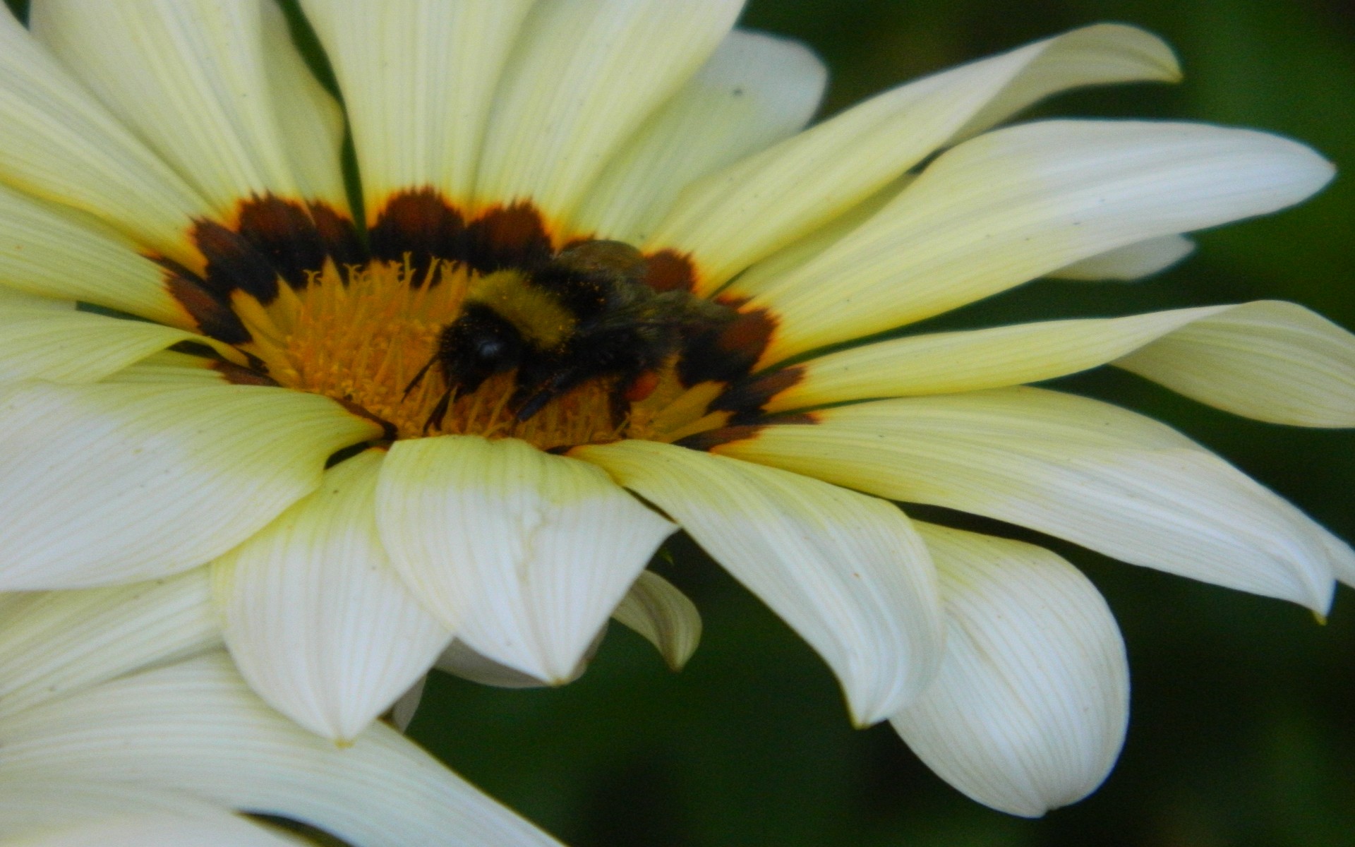 Fonds d'cran Nature Fleurs 