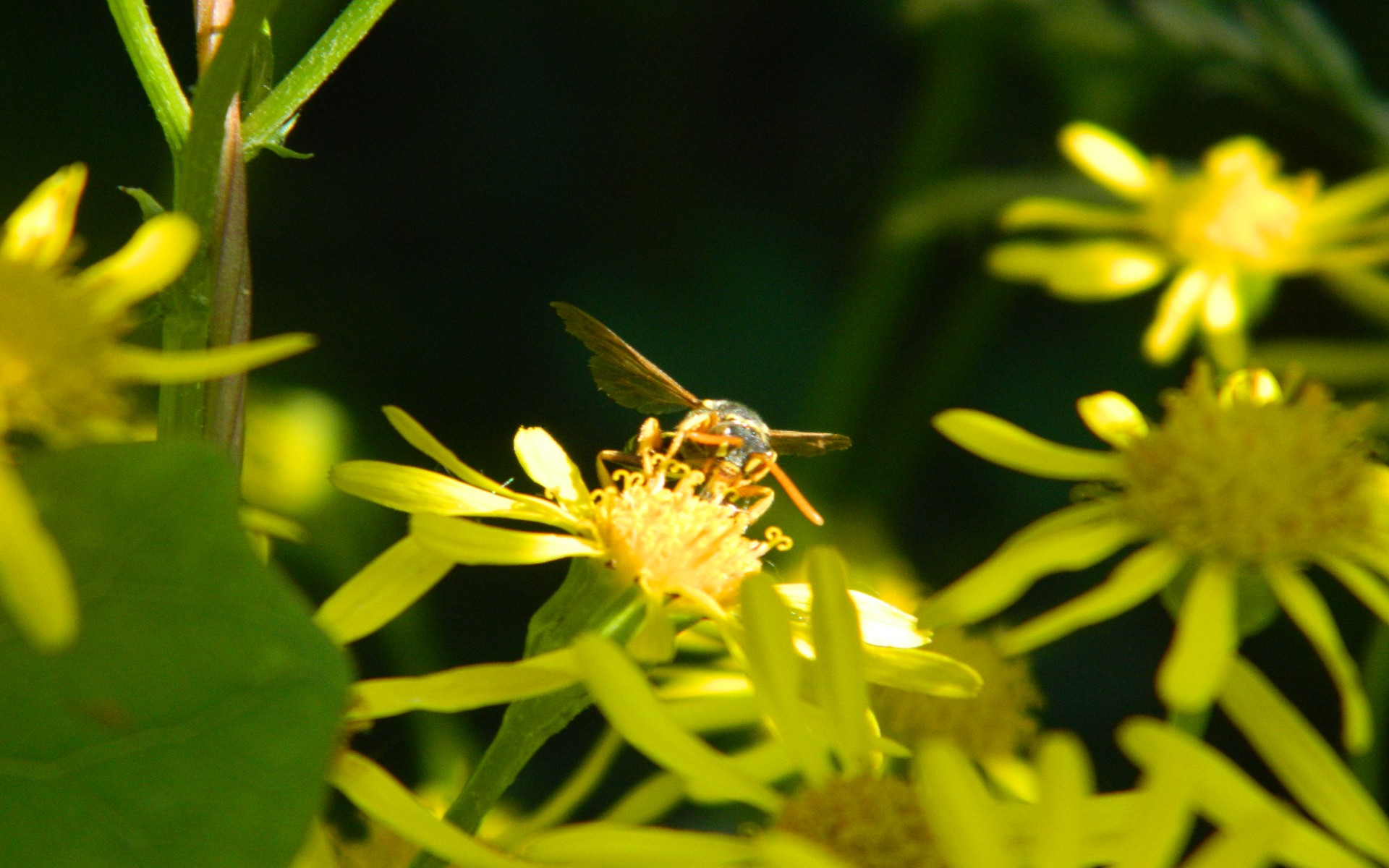 Fonds d'cran Animaux Insectes - Abeilles Gupes ... 