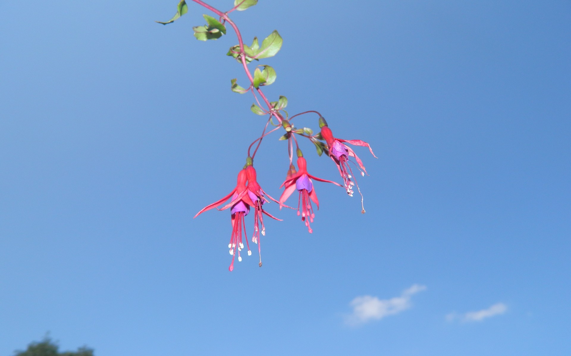 Fonds d'cran Nature Fleurs 