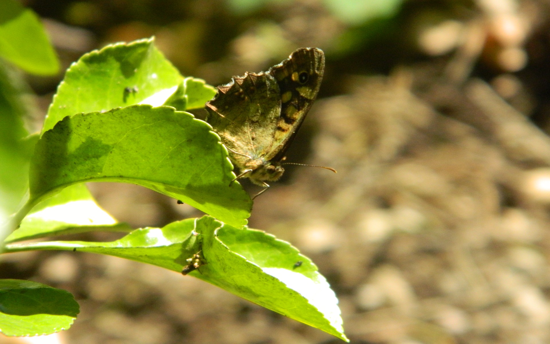 Fonds d'cran Animaux Insectes - Papillons 