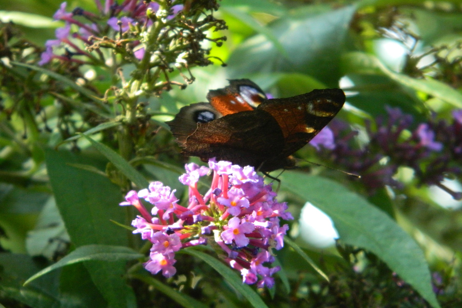 Fonds d'cran Animaux Insectes - Papillons 