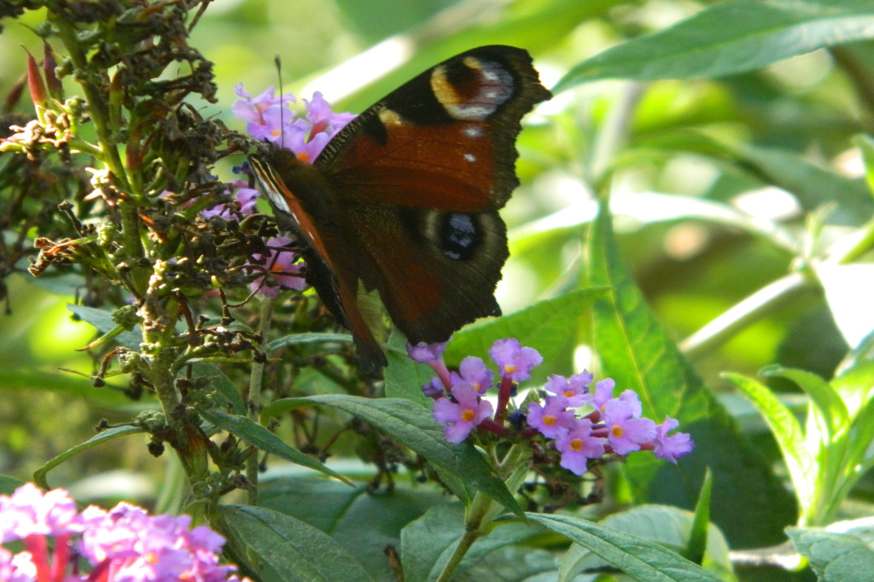 Wallpapers Animals Insects - Butterflies 