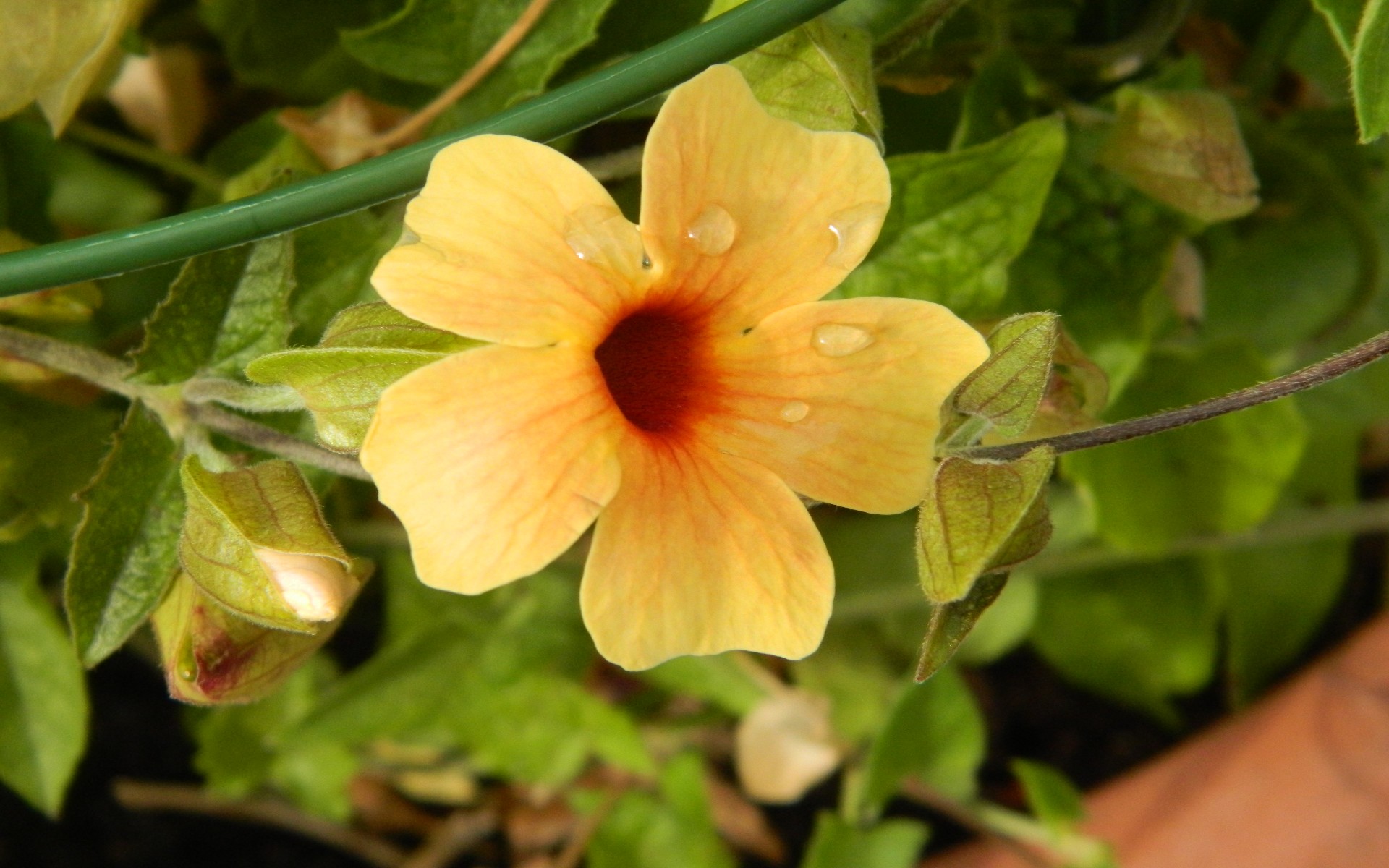 Fonds d'cran Nature Fleurs 