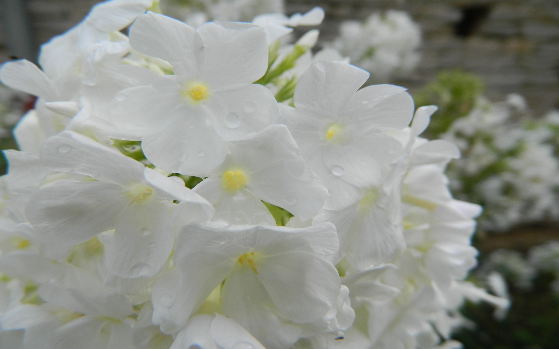 Fonds d'cran Nature Fleurs 