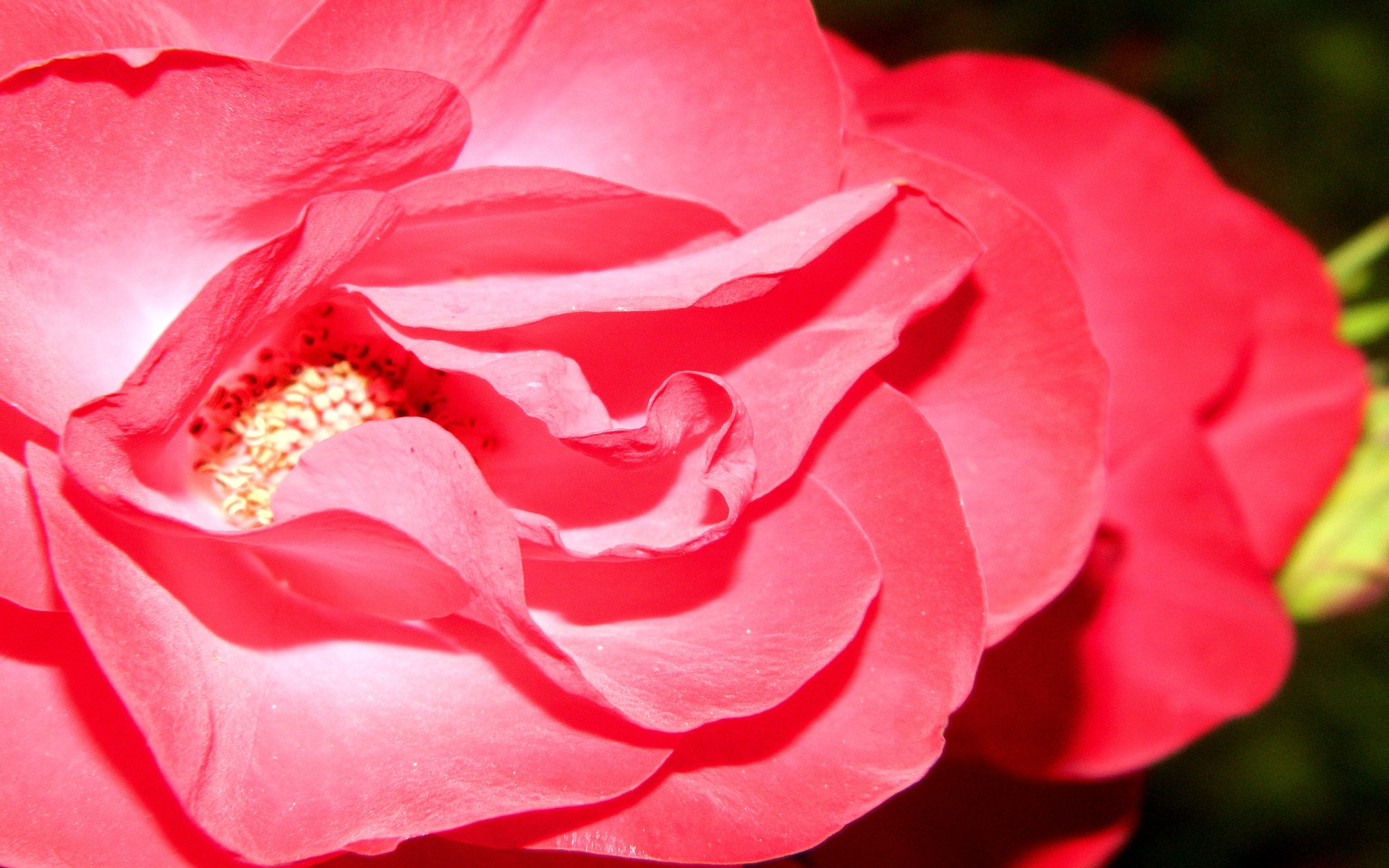 Fonds d'cran Nature Fleurs 