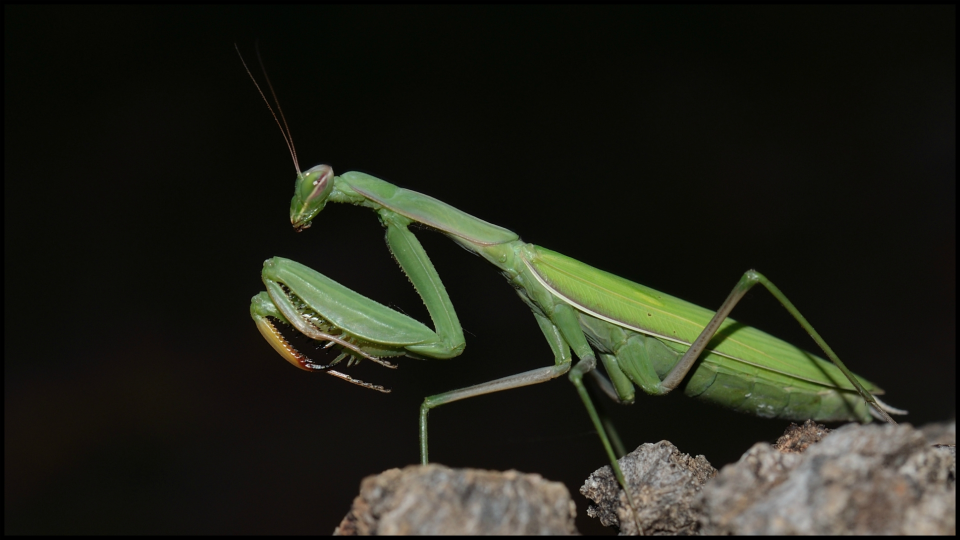 Fonds d'cran Animaux Insectes - Mantes Religieuse Elgance en habit vert