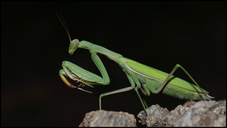 Wallpapers Animals Insects - Mantis Elgance en habit vert