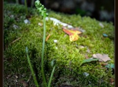 Fonds d'cran Nature Lumire en sous bois