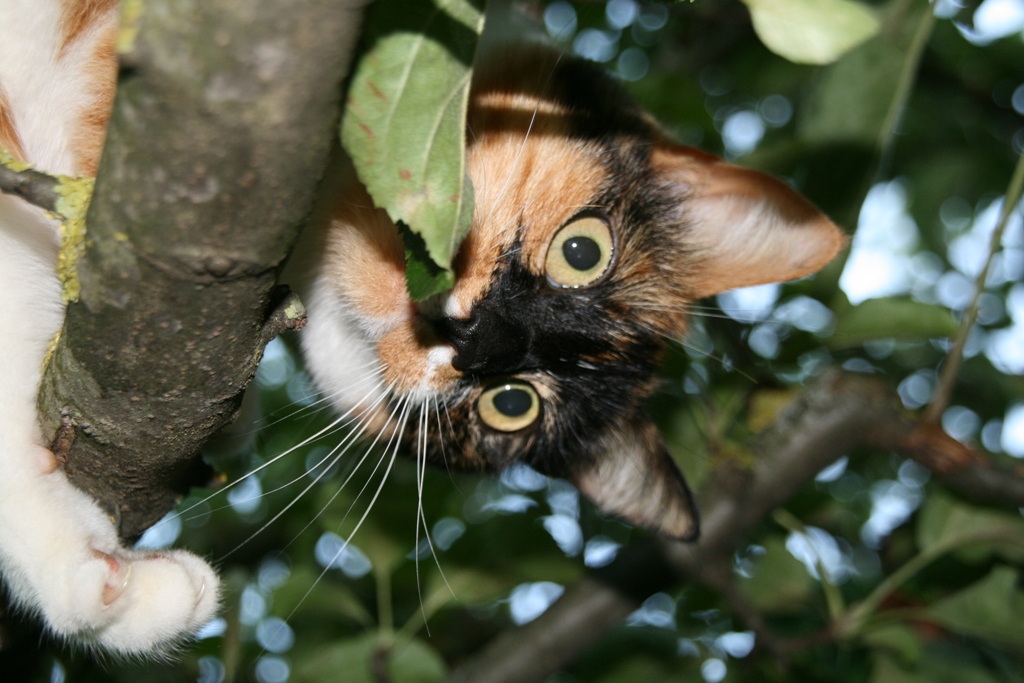 Wallpapers Animals Cats - Kittens Maya n'est pas une abeille