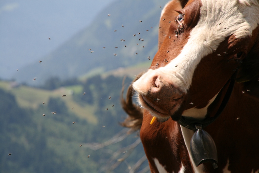 Fonds d'cran Animaux Vaches - Taureaux - Boeufs Que de mouches