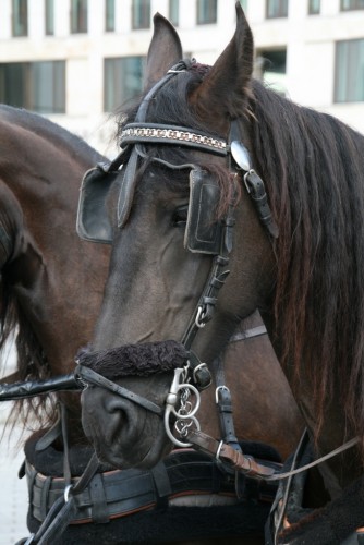 Fonds d'cran Animaux Chevaux Oeillres