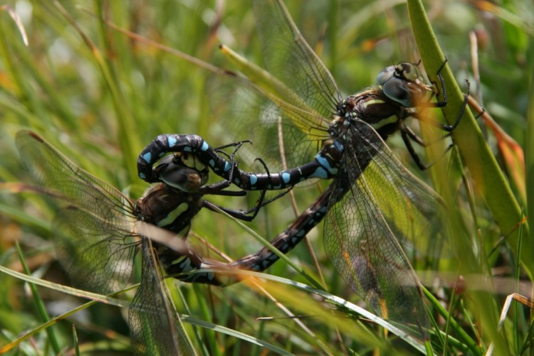 Fonds d'cran Animaux Insectes - Libellules Accouplement