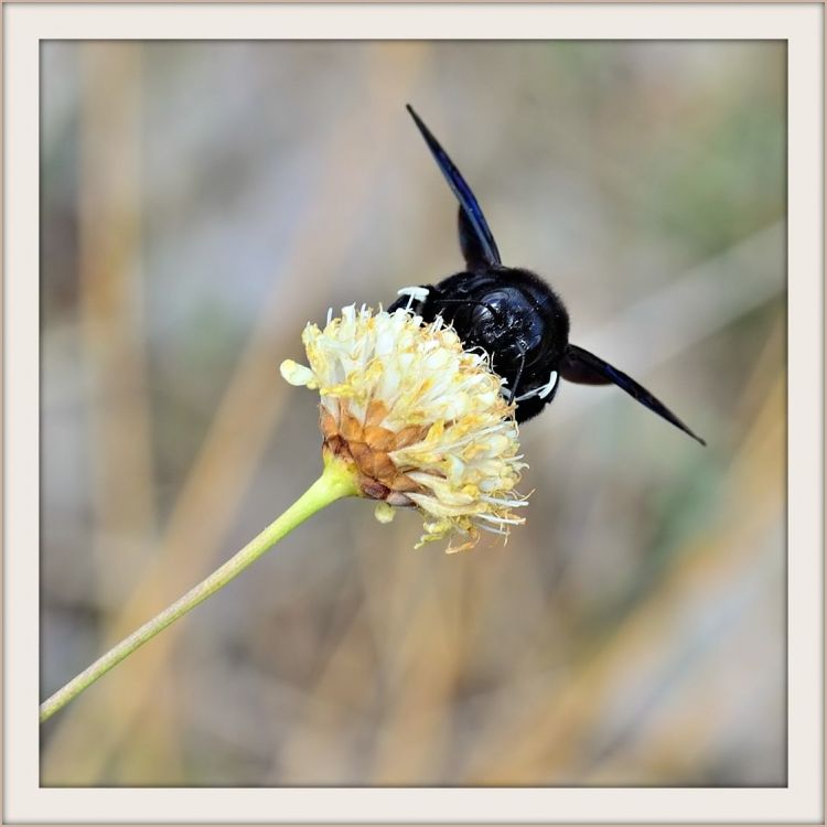 Fonds d'cran Animaux Insectes - Abeilles Gupes ... Bourdon bleu