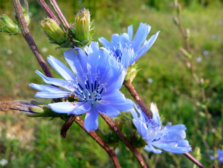 Fonds d'cran Nature Fleurs Fleurs bleues