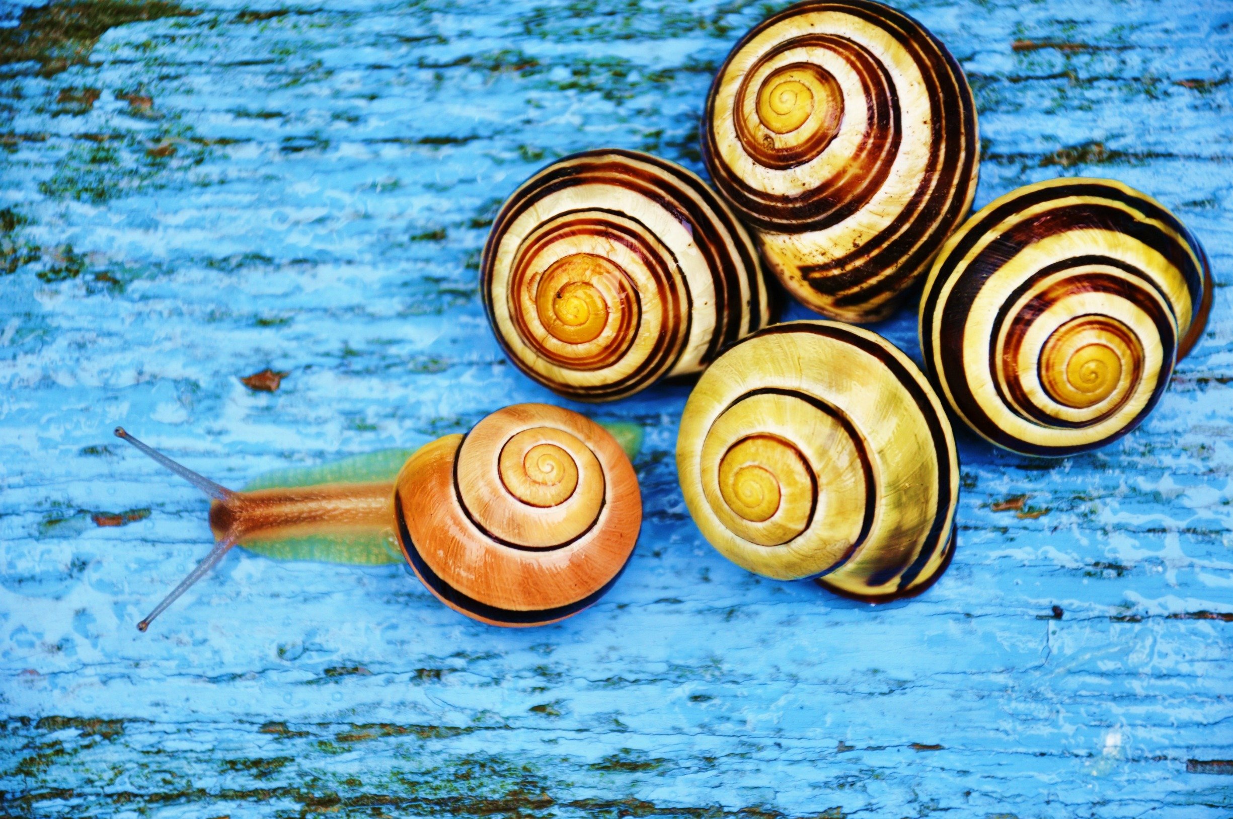 Fonds d'cran Animaux Escargots - Limaces Escargots