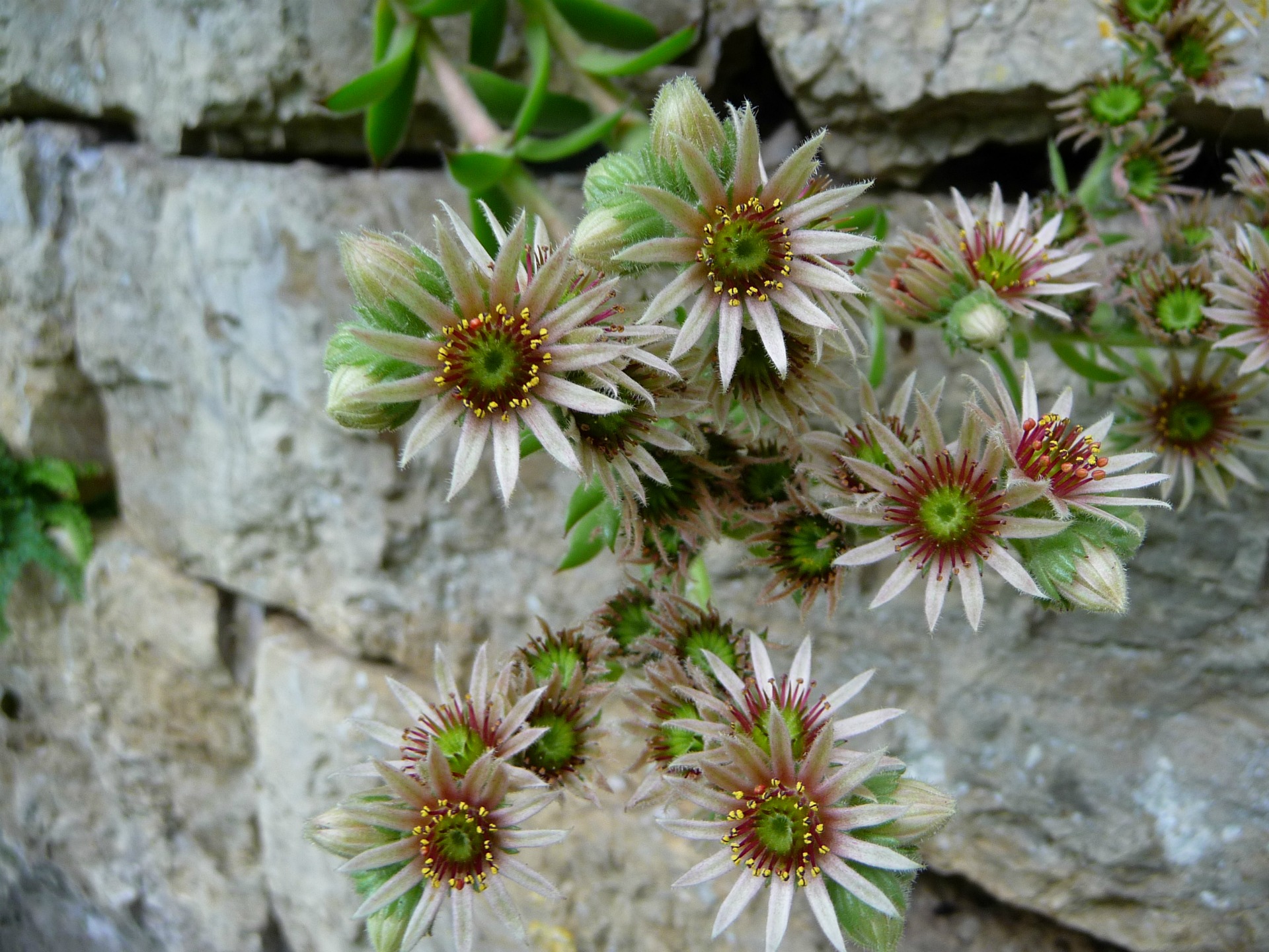 Fonds d'cran Nature Fleurs Fleurs blanche et rouge