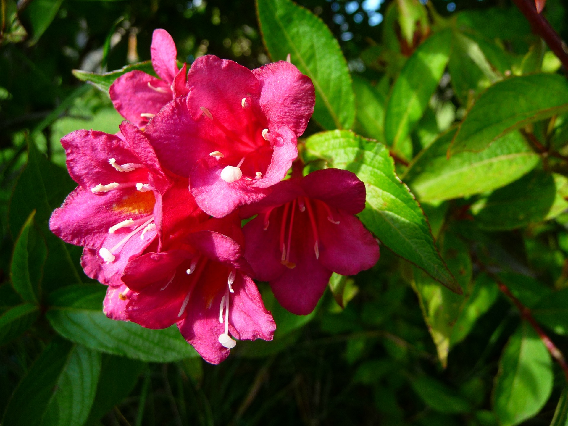 Fonds d'cran Nature Fleurs Fleurs couleur fushia