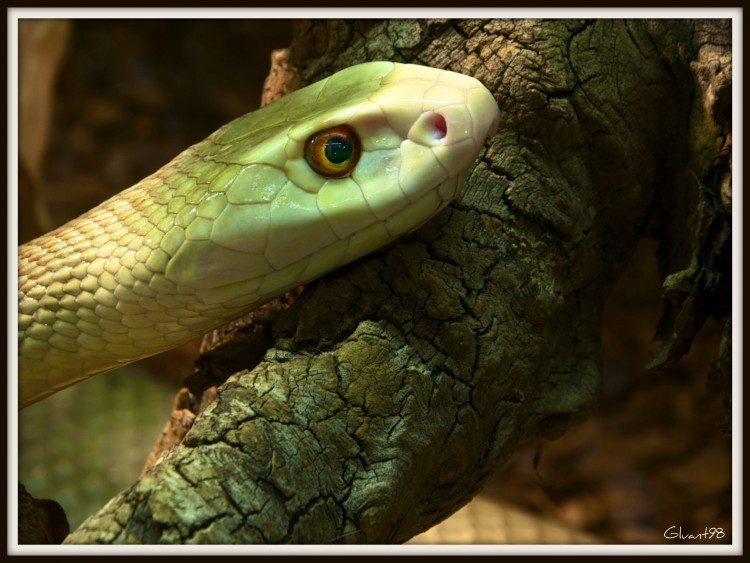 Fonds d'cran Animaux Serpents Cobra