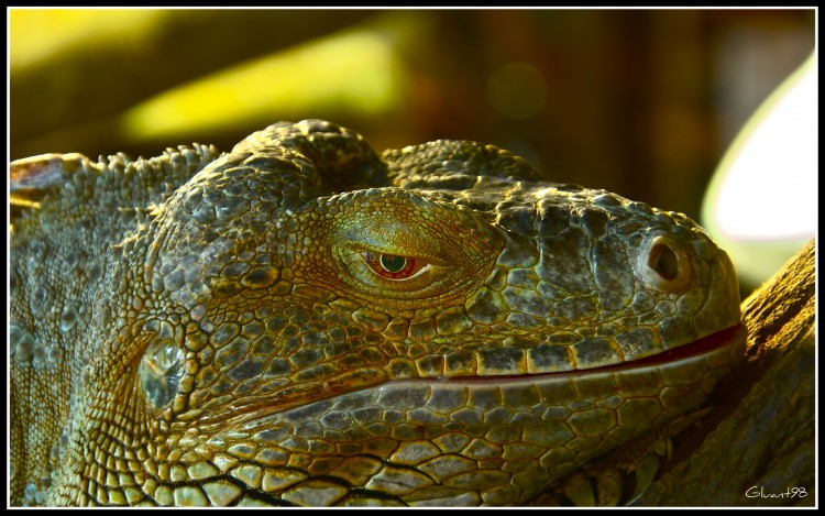 Fonds d'cran Animaux Iguanes Fatigu