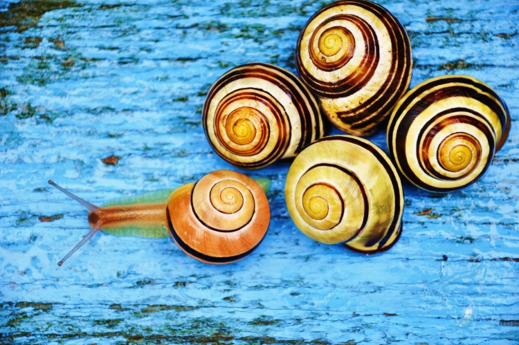 Wallpapers Animals Snails - Slugs Escargots