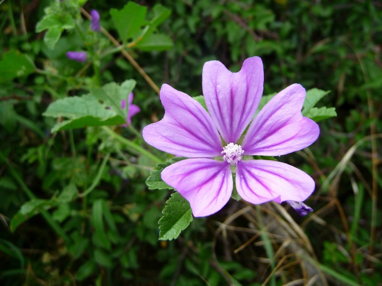 Fonds d'cran Nature Fleurs Fleurs mauve