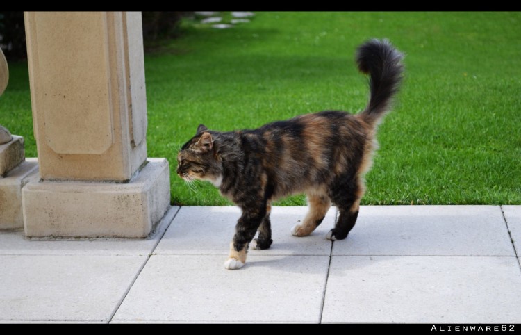 Fonds d'cran Animaux Chats - Chatons une boule de poils qui passait par l