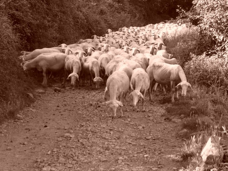 Fonds d'cran Animaux Moutons - Mouflons Troupeau de moutons