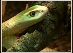 Wallpapers Animals Cobra