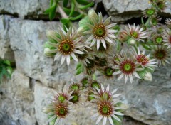 Fonds d'cran Nature Fleurs blanche et rouge