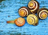 Wallpapers Animals Escargots