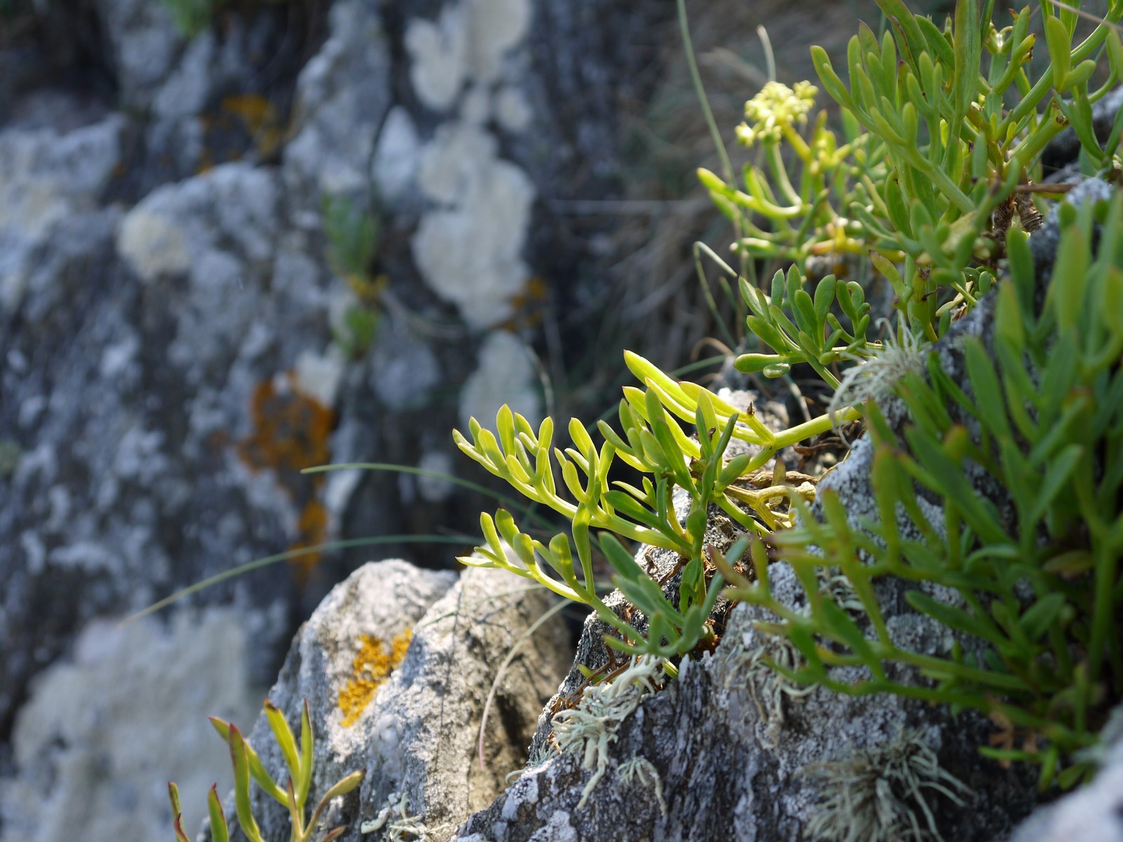 Fonds d'cran Nature Herbes survivre