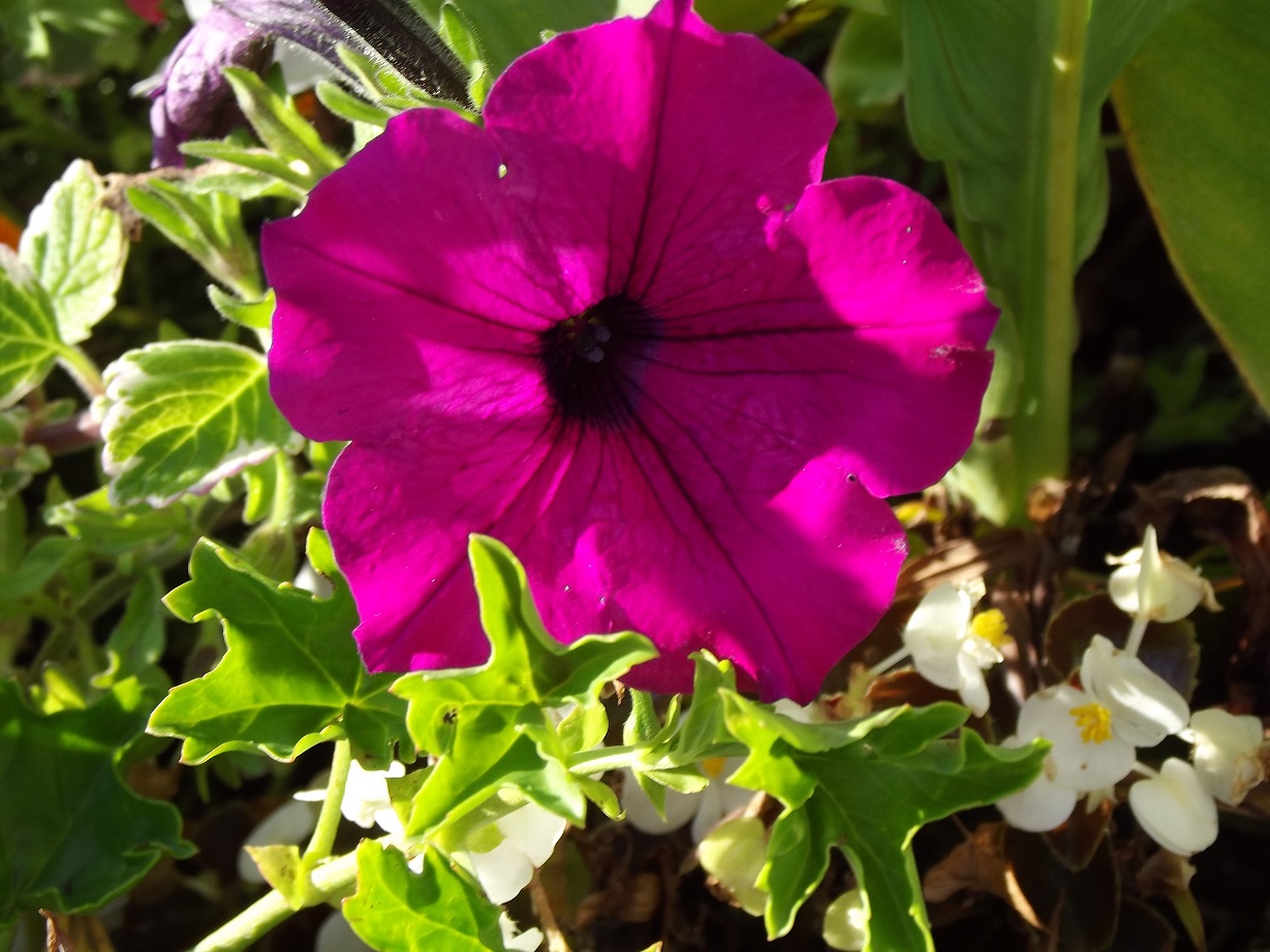 Fonds d'cran Nature Fleurs la douceur 