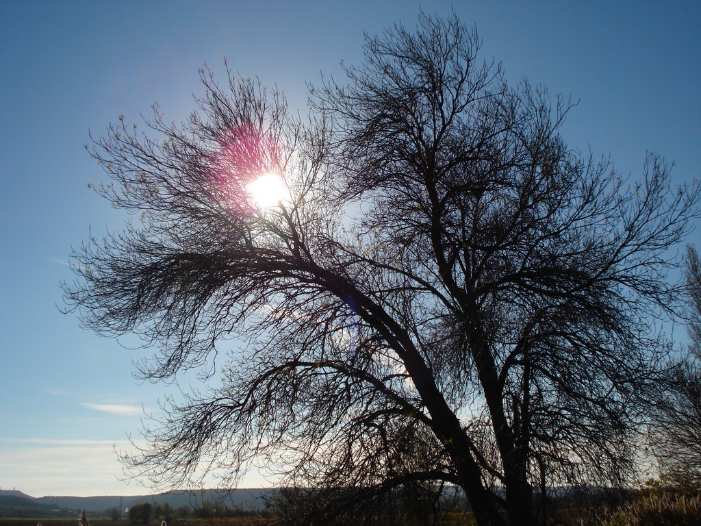 Wallpapers Nature Trees - Forests 